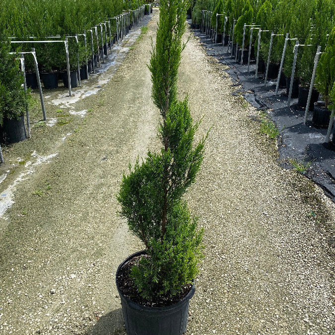 Topiary spiral Juniper