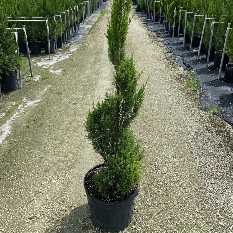 Large Topiary Spiral Brodie Eastern Red Cedar Juniper in nursery 5gal container pot.
