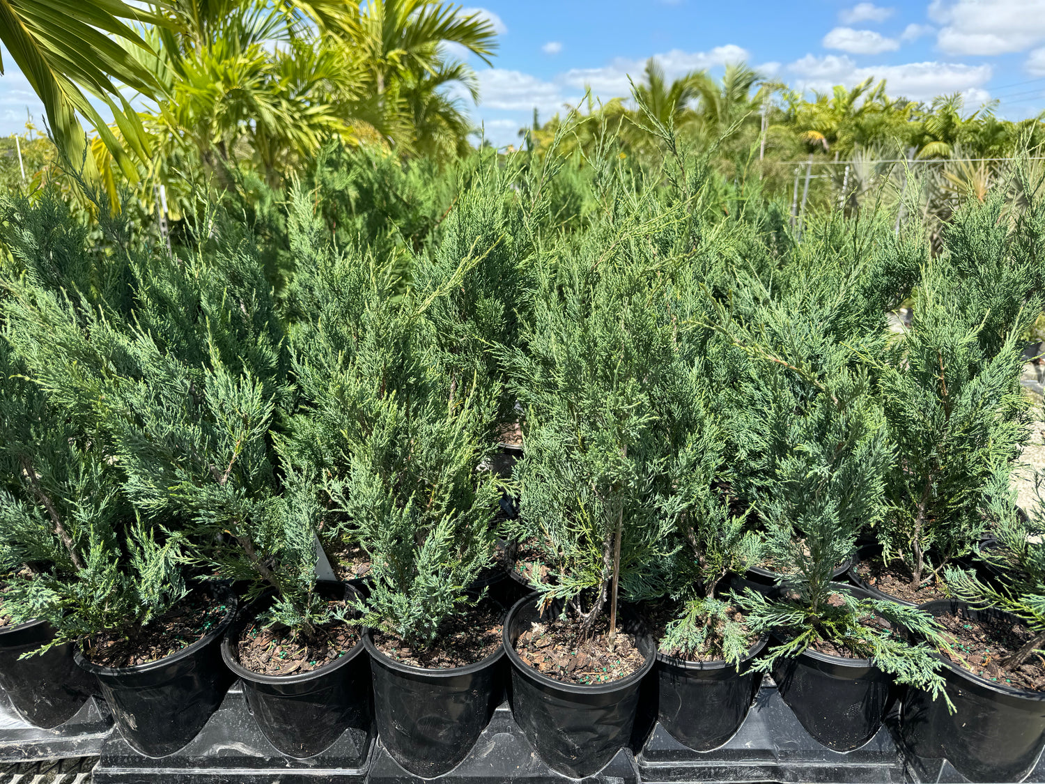 Burkii Juniper, Eastern Red Cedar