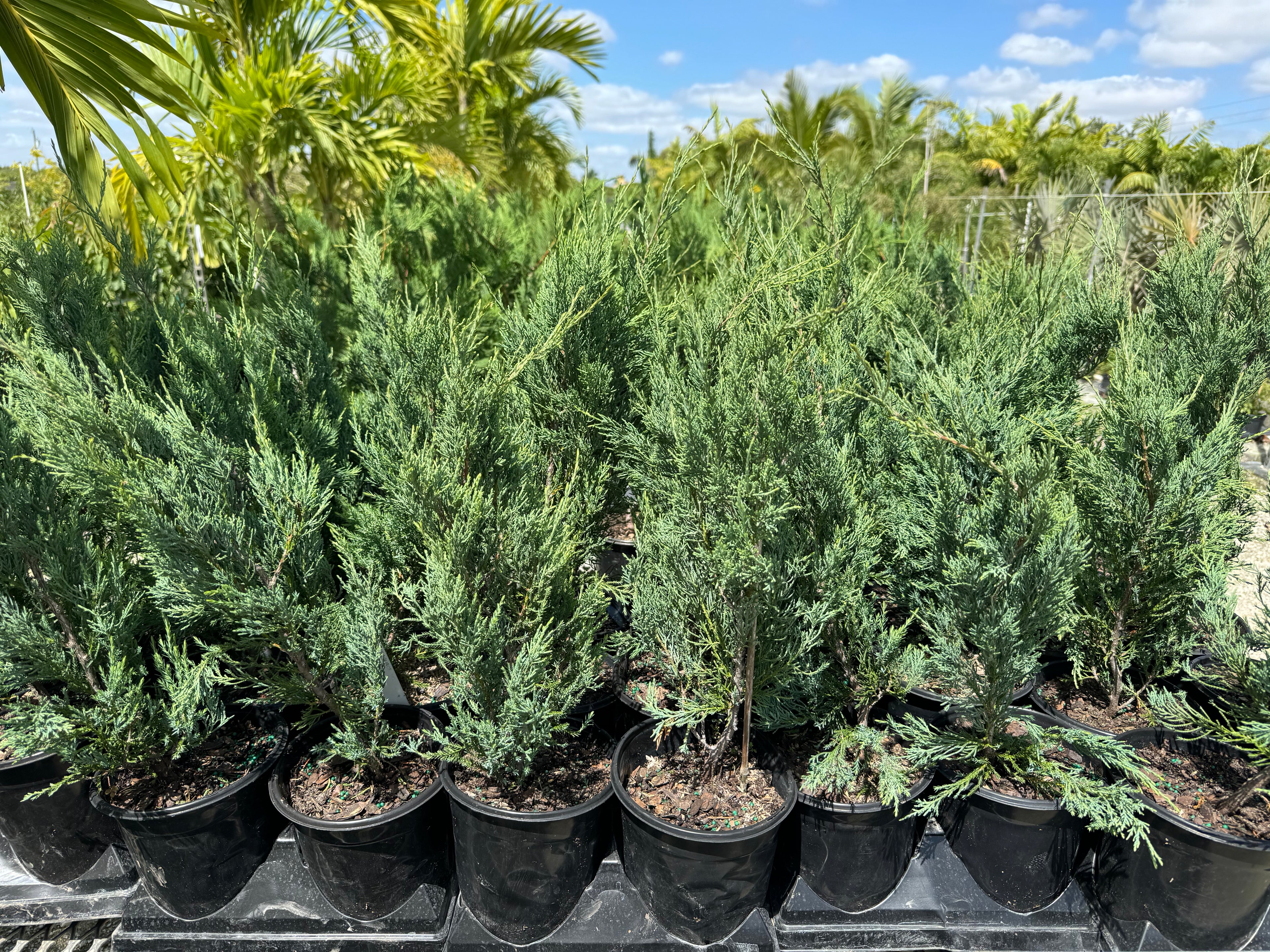 Burkii Juniper, Eastern Red Cedar