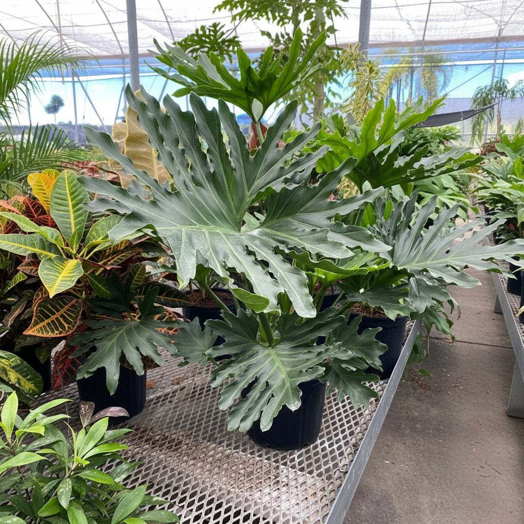 Philodendron Split Leaf Selloum in a 2 gallon grower pot with large, deeply split dark green leaves displayed on a wire greenhouse bench