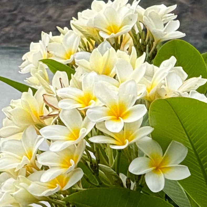 A cluster of white Plumeria Rubra Frangipani flowers with yellow centers, commonly known as Orchid Flowering Trees, amidst green foliage.