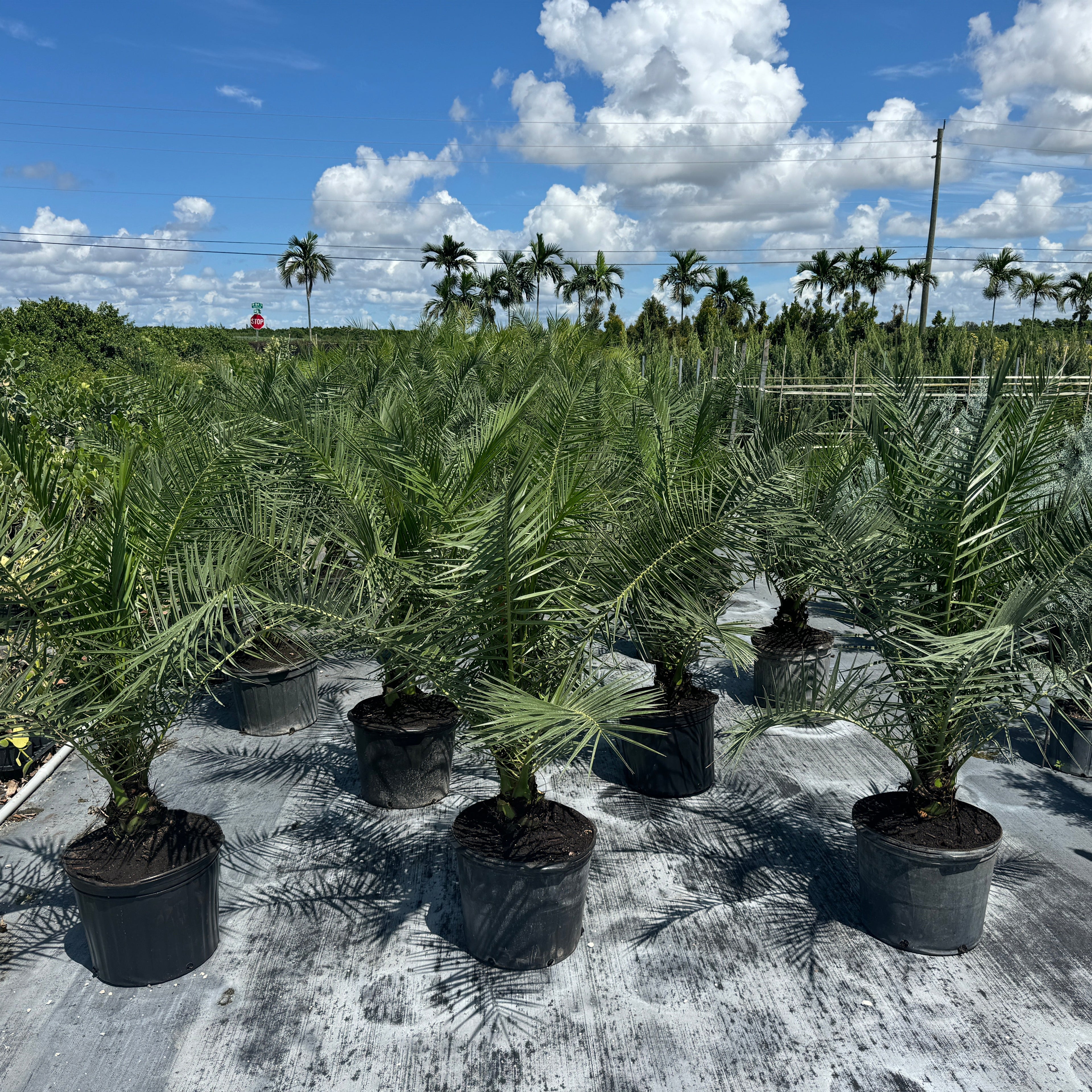 Several potted Sylvester Date Palms with silvery-green fronds sitting in an outdoor nursery.