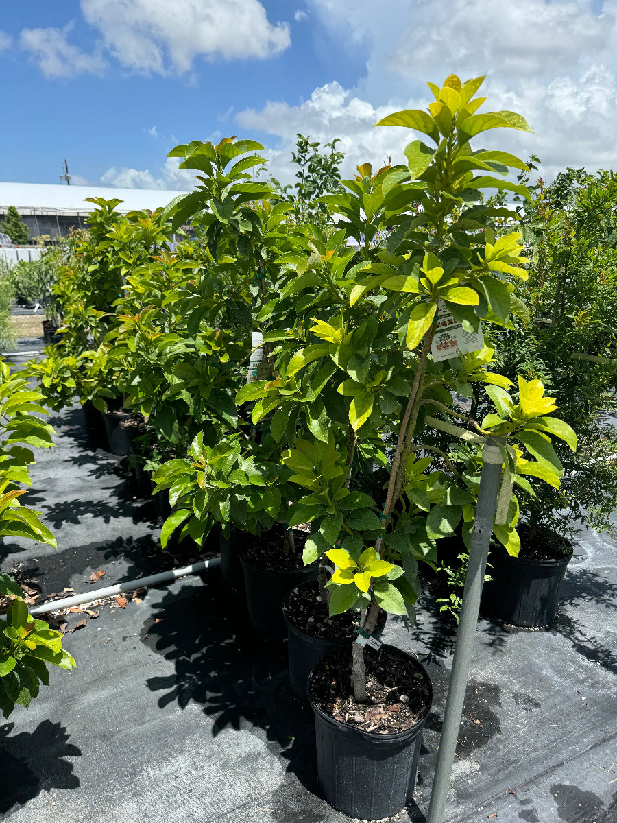 A row of young potted trees featuring bright green, prominently veined leaves, growing in black nursery pots