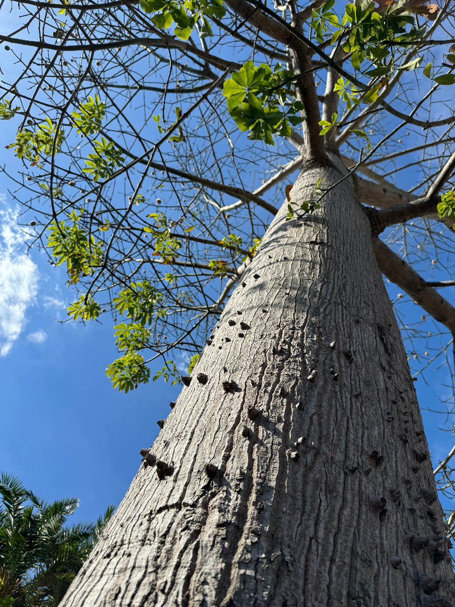 A low-angle view looking up the distinctive trunk of a mature Ceiba Speciosa (Floss Silk Tree)