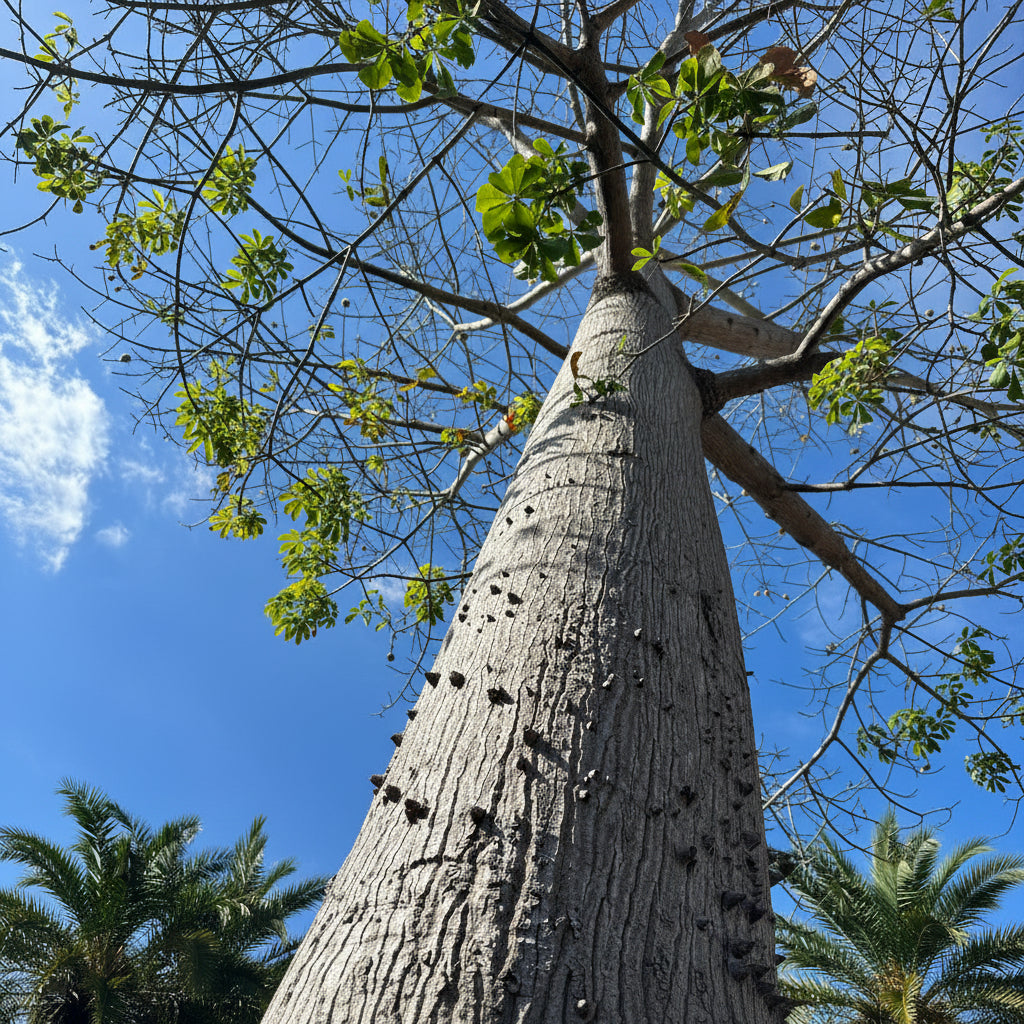 A low-angle view looking up the distinctive trunk of a mature Ceiba Speciosa (Floss Silk Tree)
