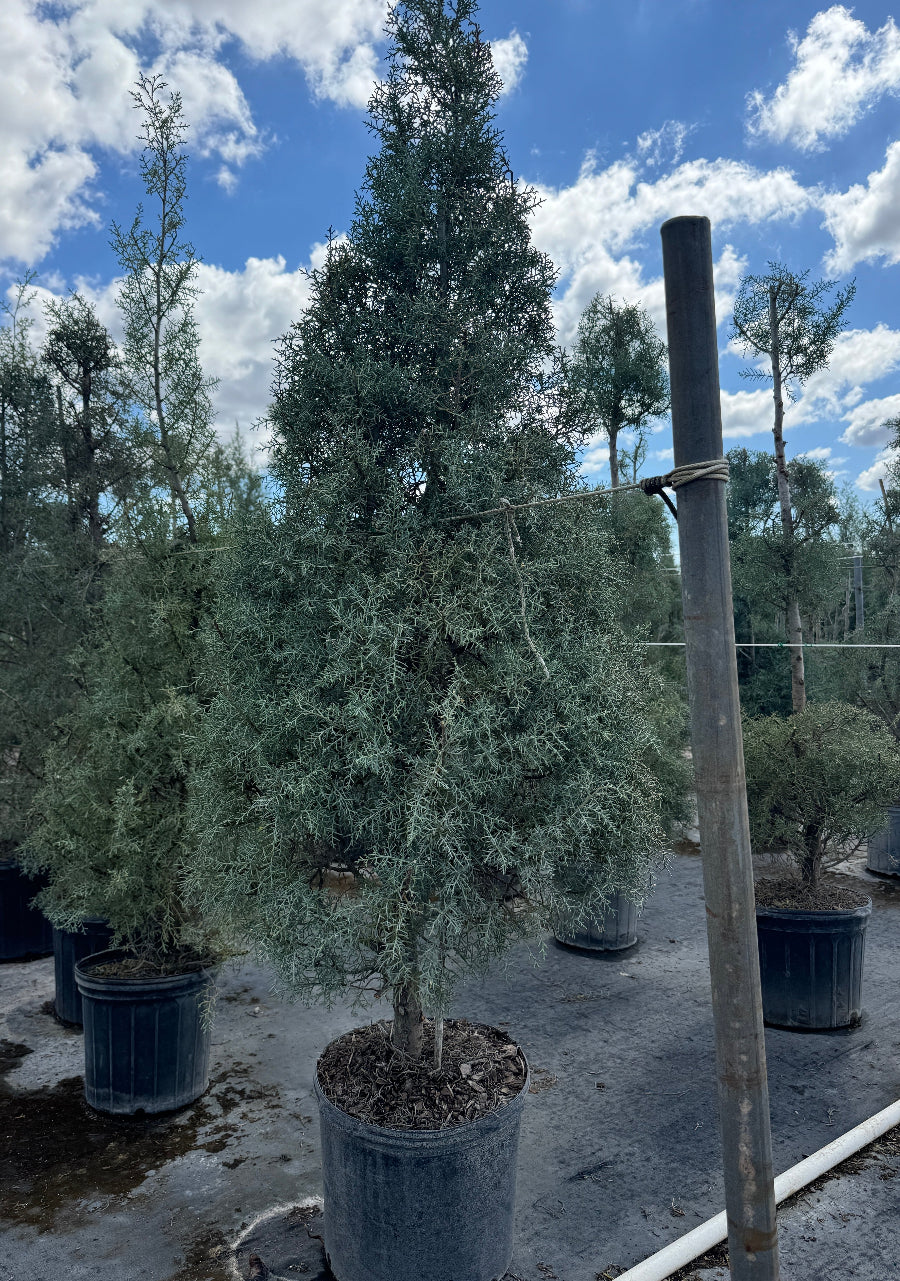 Large Carolina sapphire tree form Potted trees in a nursery setting with a blue sky and clouds.