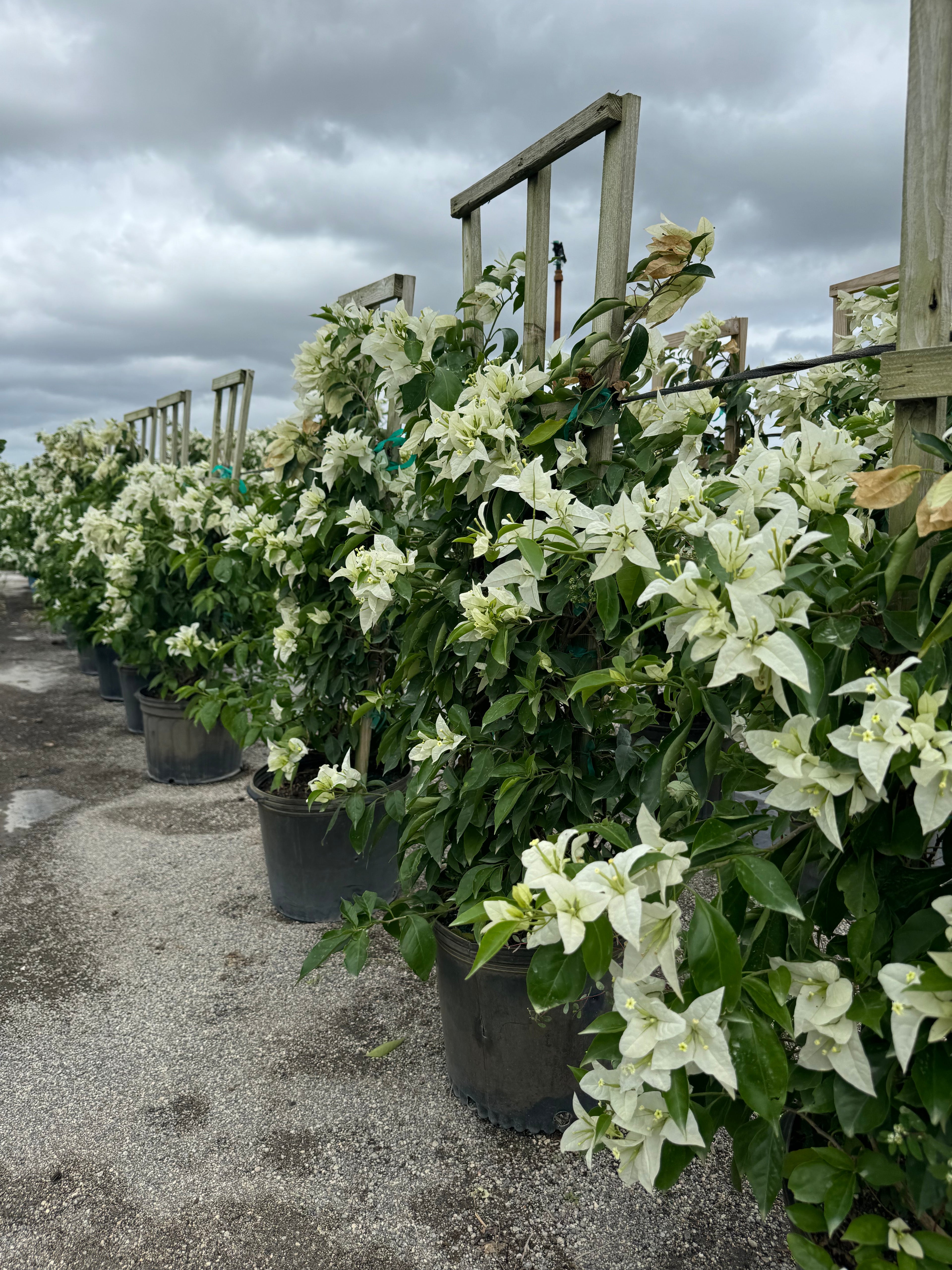 Bougainvillea White Flower Tree in Trellis, Ms. Alice White Flowering Tree