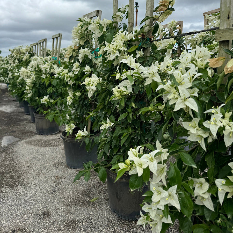 Bougainvillea White Flower Tree in Trellis, Ms. Alice White Flowering Tree in 55 gallon nursery pot with delicate white blooms trained on wooden trellises lined up in an outdoor nursery row, ideal for tropical garden landscapes and vibrant property borders.