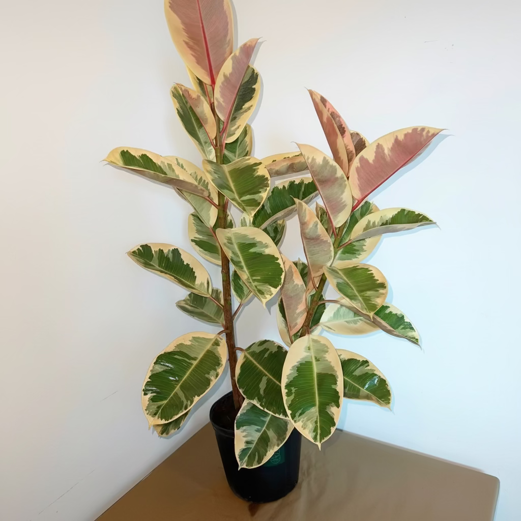 Tineke Bush Form Columnar plant sitting indoors against a plain white wall.