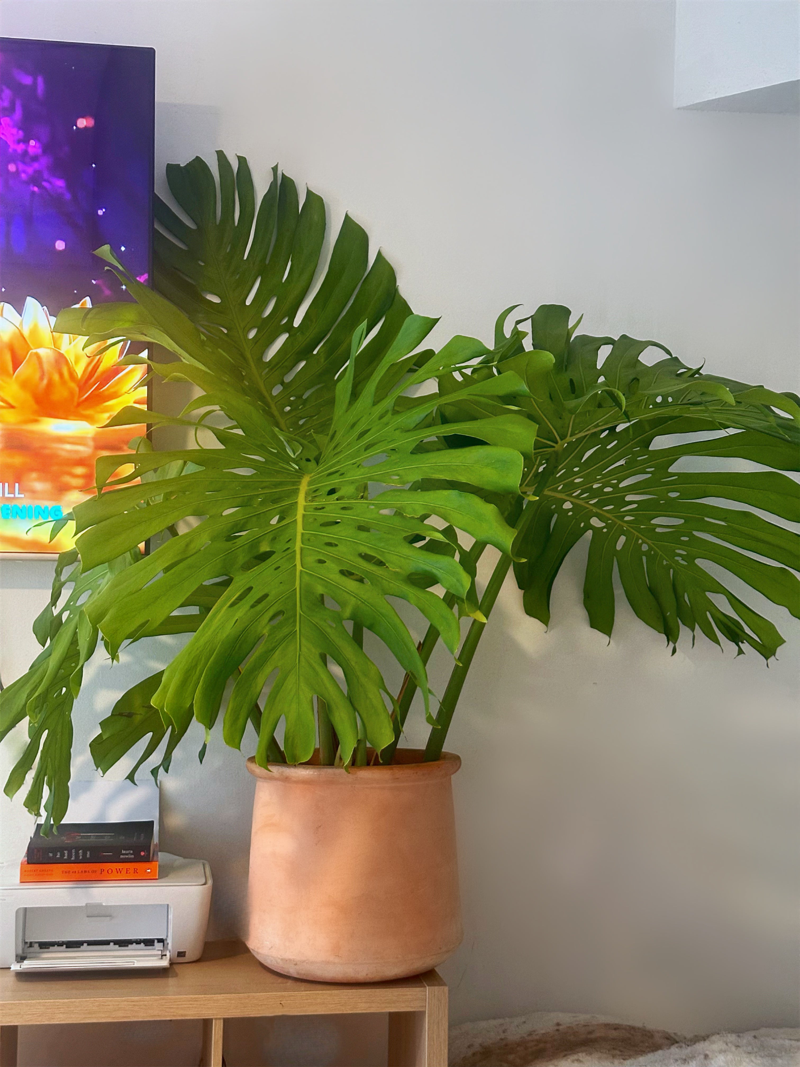 Monstera Deliciosa, Swiss Cheese