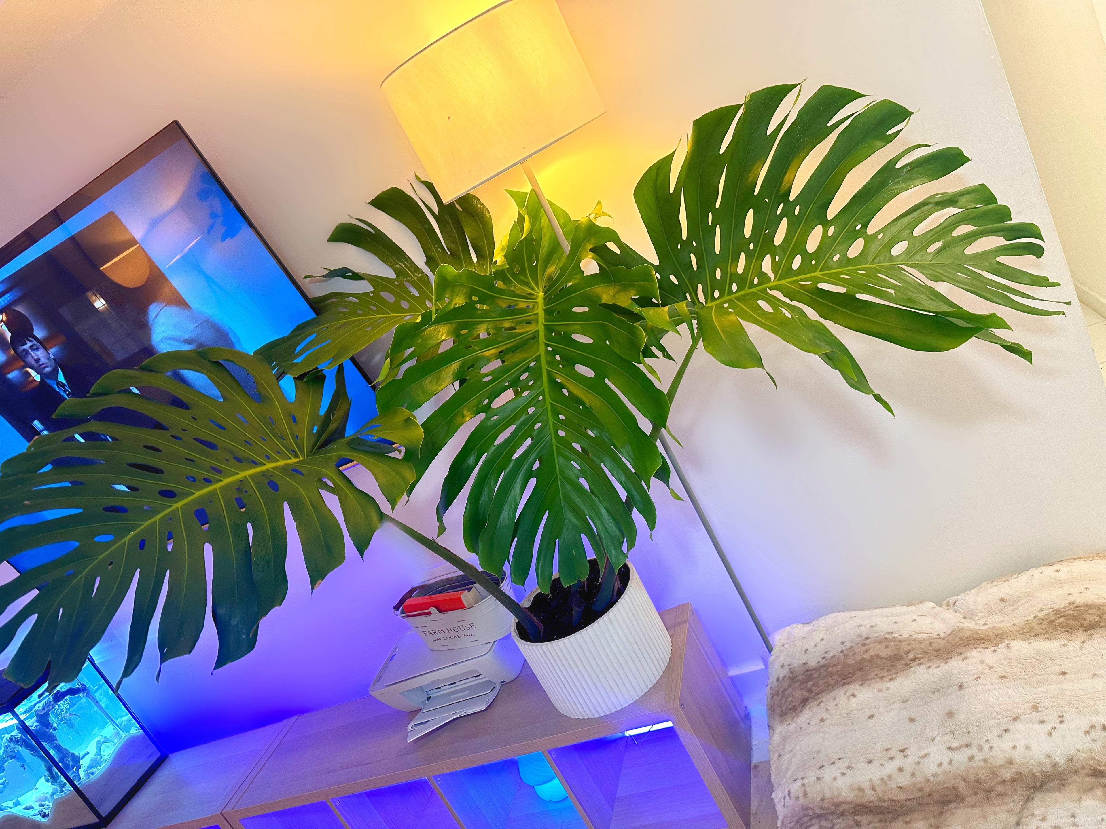 Monstera Deliciosa, Swiss Cheese