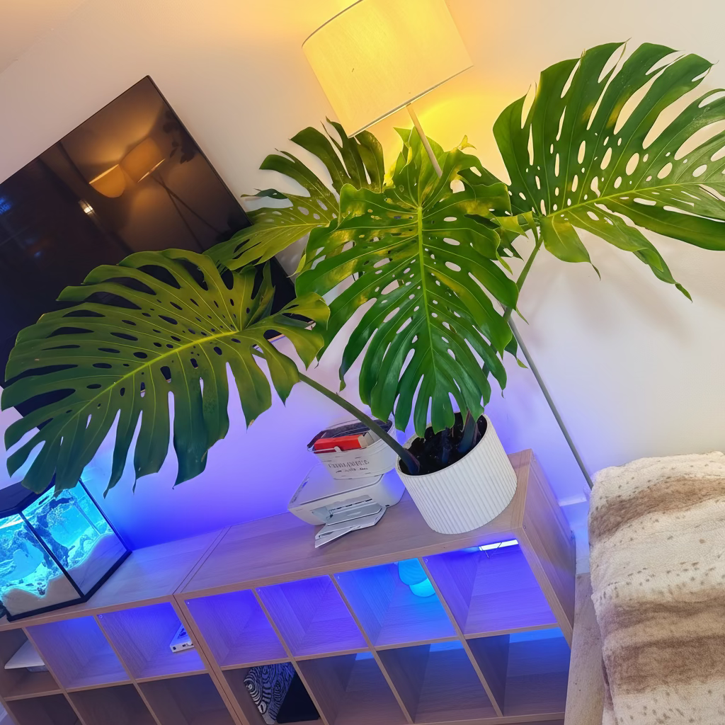 Monstera Deliciosa, Swiss Cheese in a decorative white pot with large characteristic split green leaves and wide tropical foliage