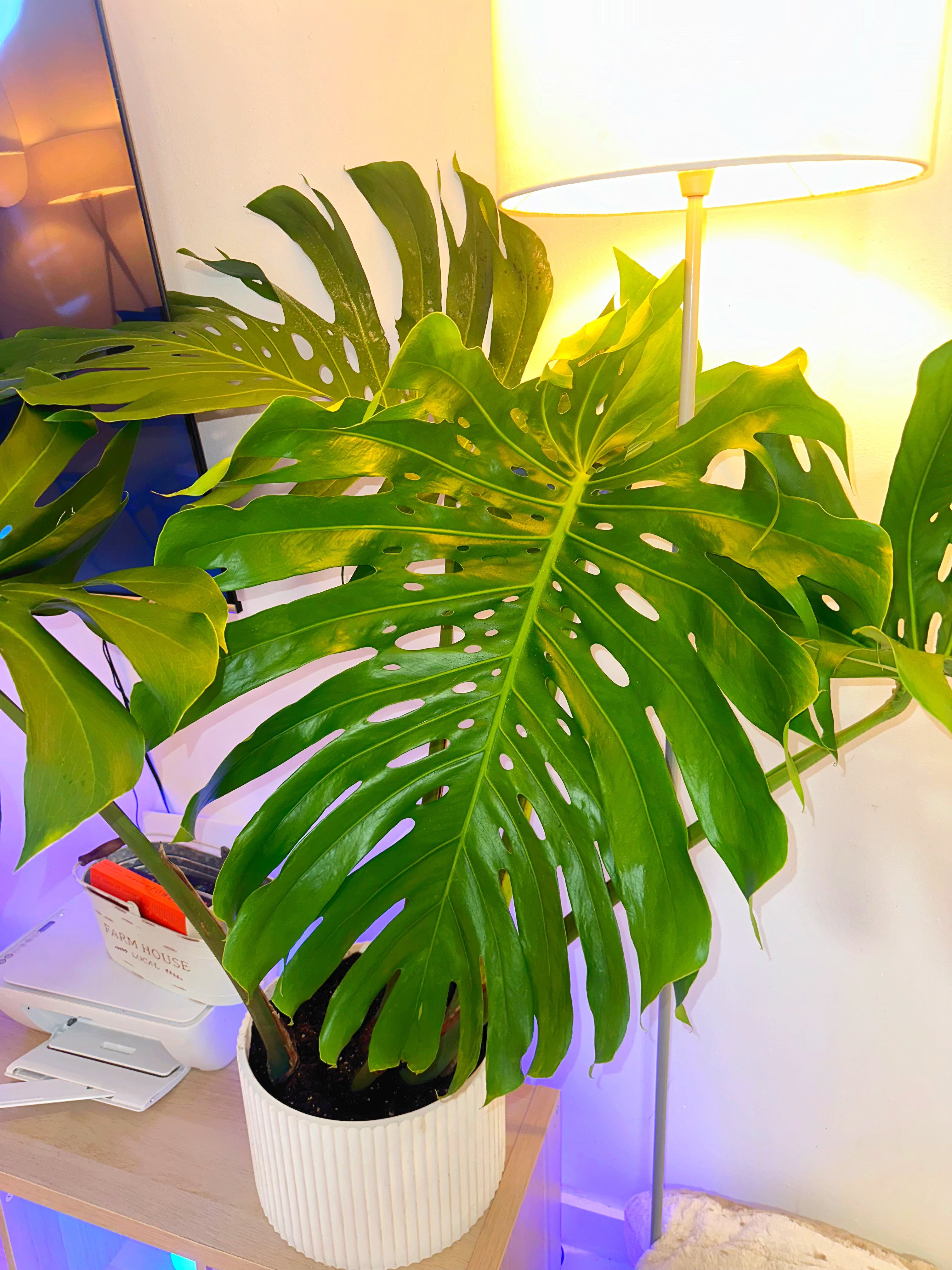 Monstera Deliciosa, Swiss Cheese