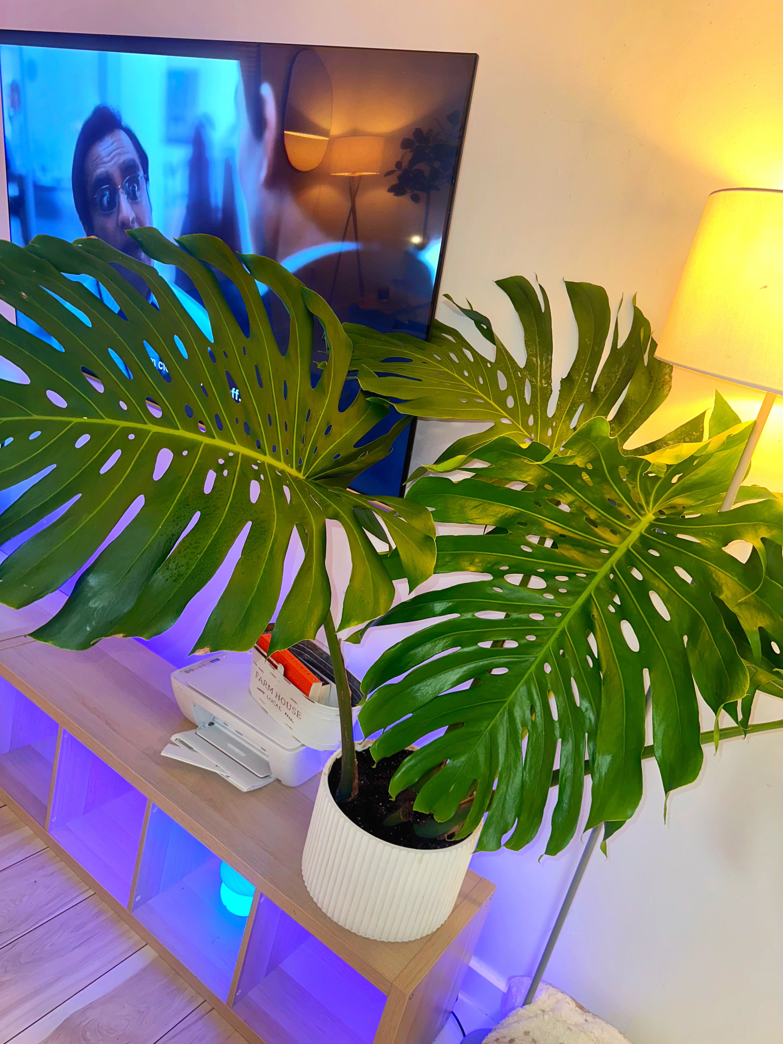 Monstera Deliciosa, Swiss Cheese