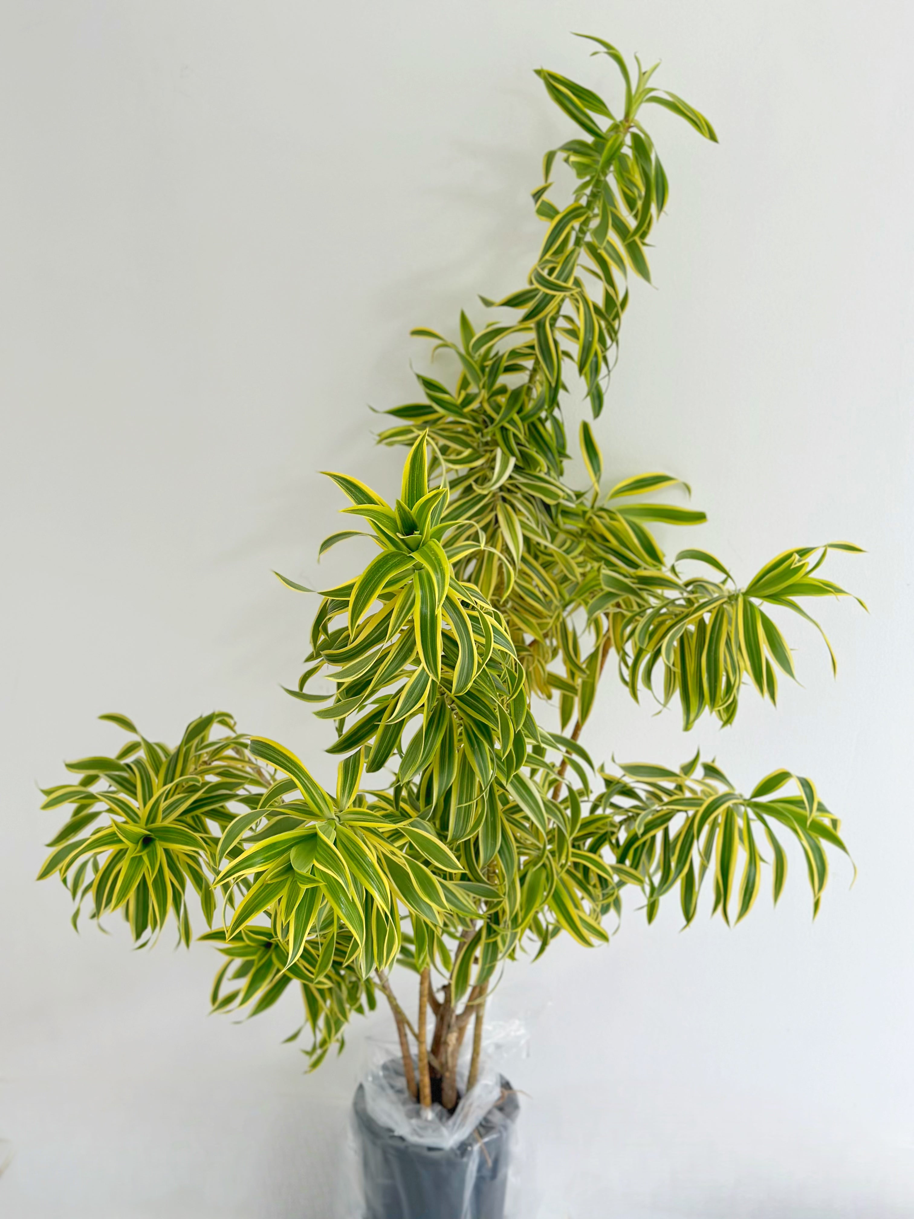 Song of India, Dracaena Reflexa Dragon Tree