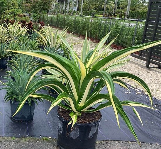False Agave, Green Giant Variegated, Furcraea Foetida