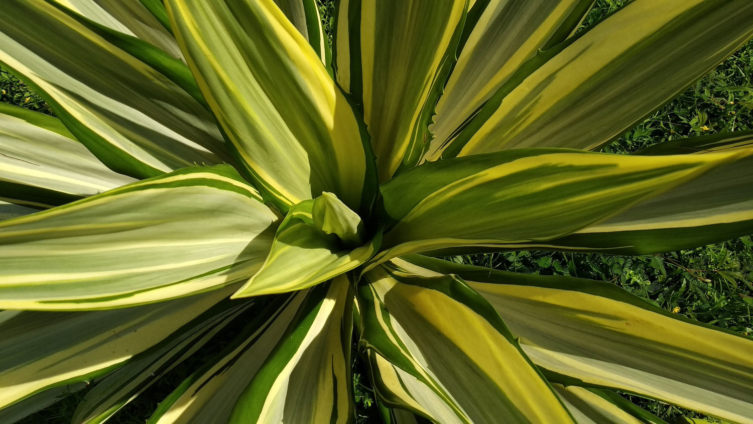 close view of False Agave, Variegated Agave