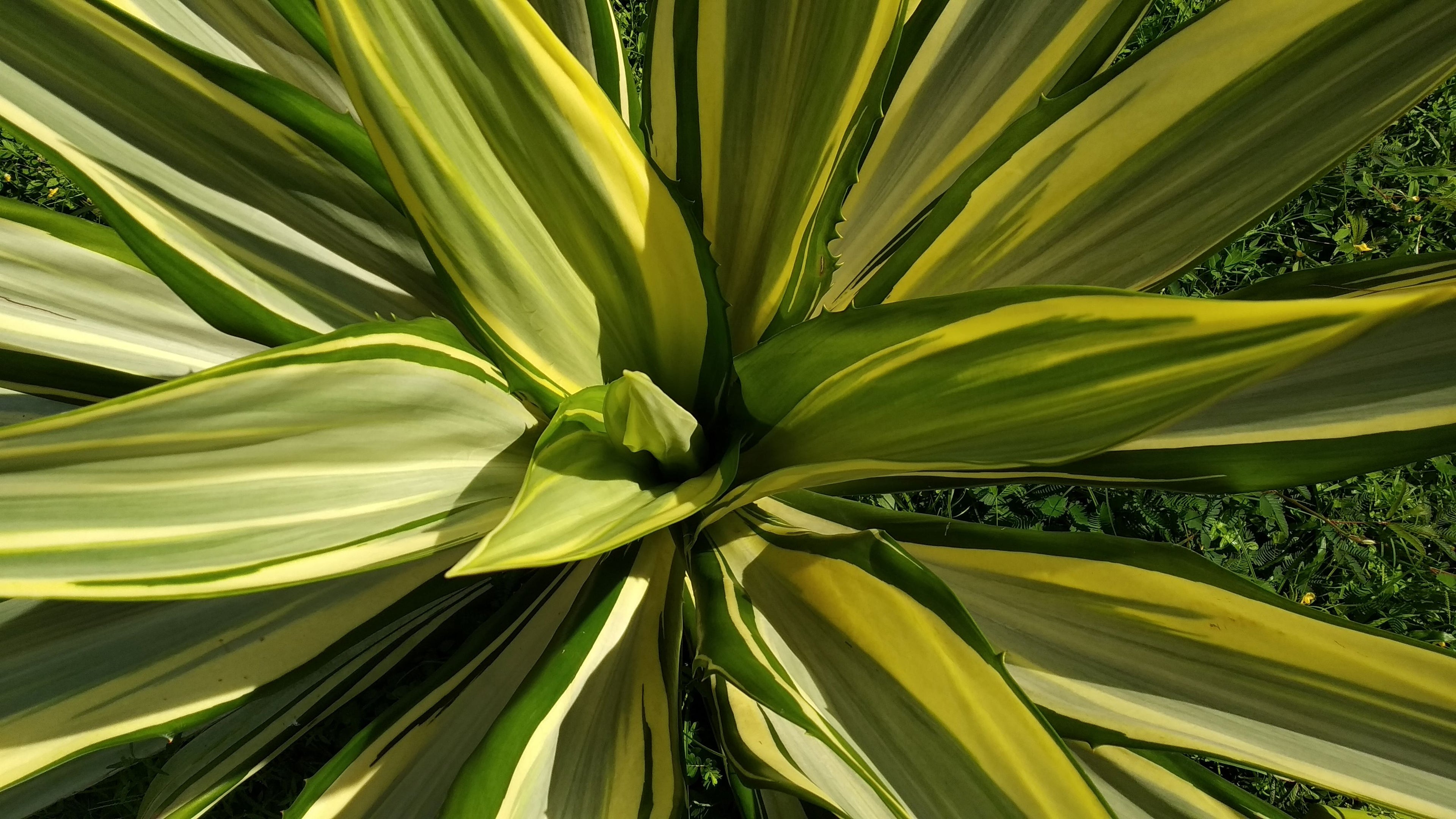 close view of False Agave, Variegated Agave