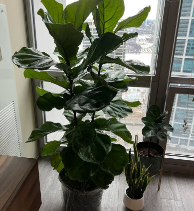 Ficus Lyrata Tree Form Double, Fiddle Leaf Fig Tree in a corner