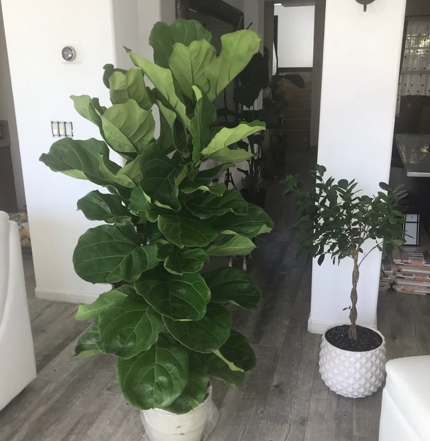 planta fiddle leaf fig Ficus Lyrata Tree Form Double