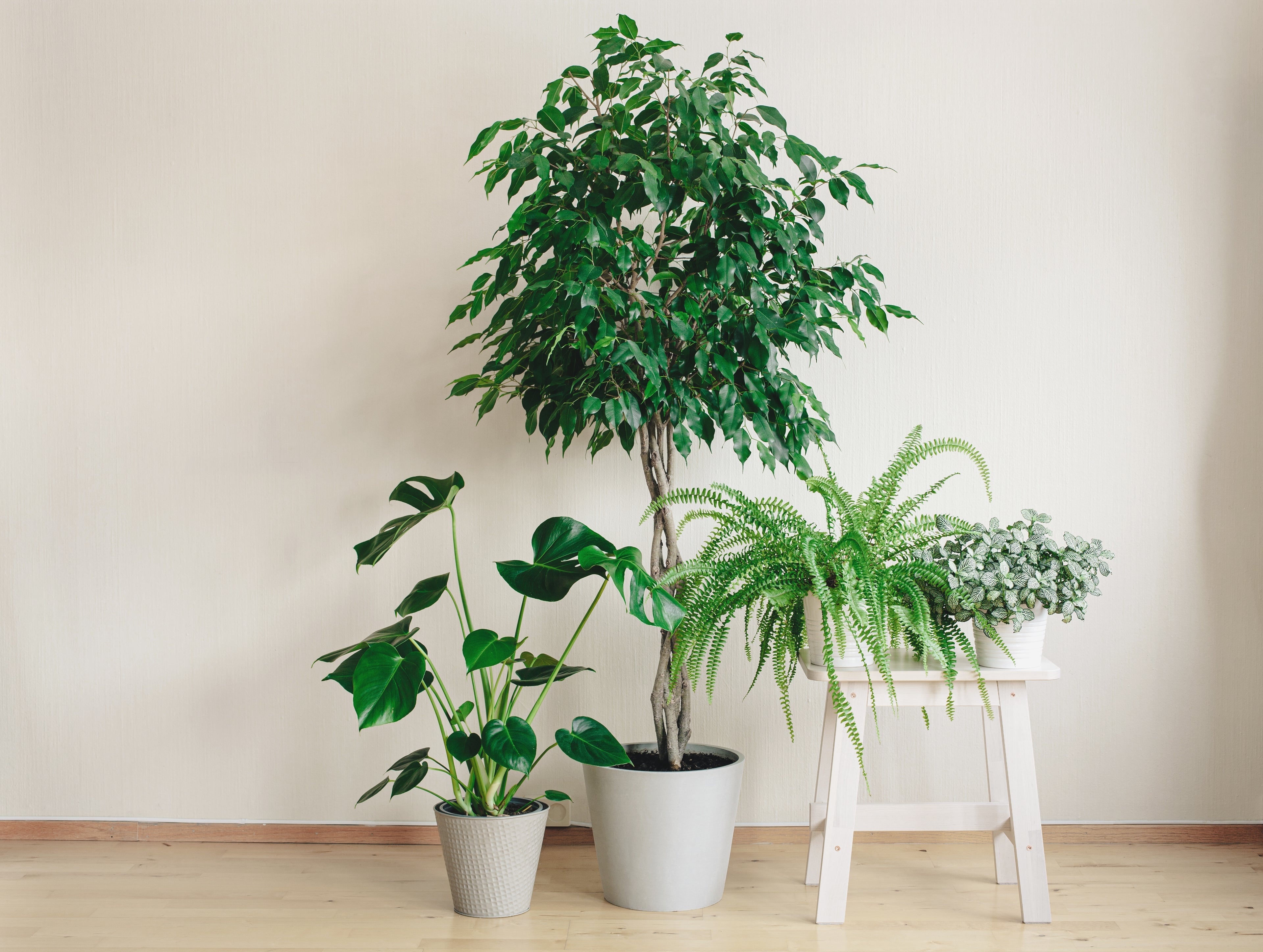 Braided Ficus Moclame Tree, Ficus Microcarpa Daniella inside a house