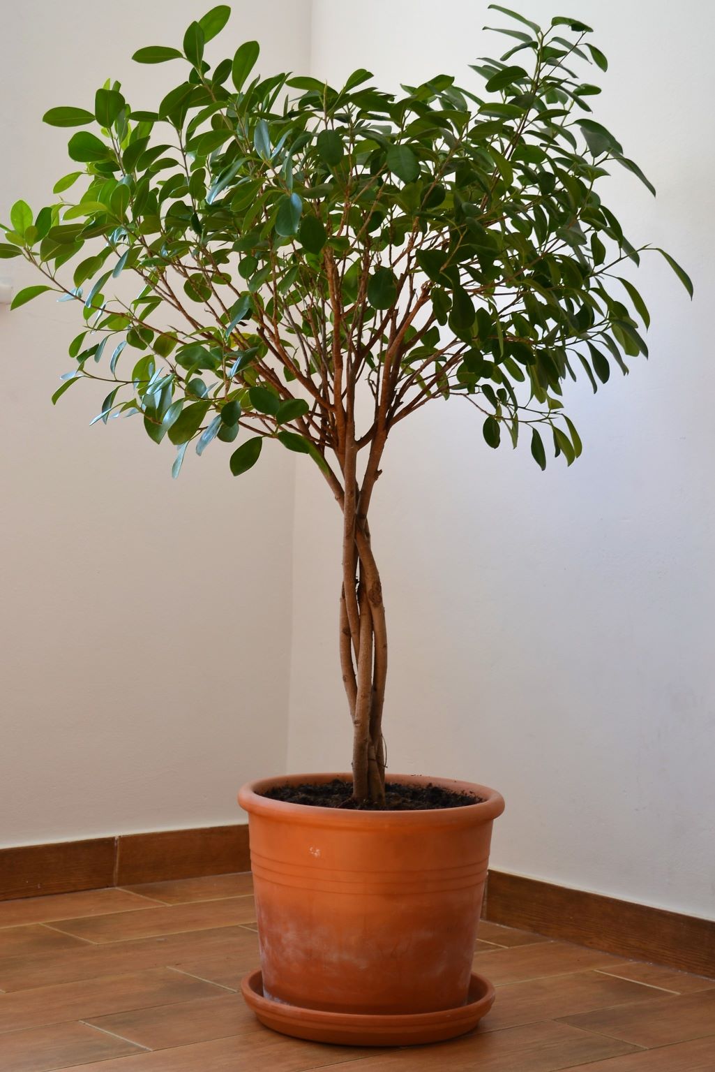 Braided Ficus Moclame Tree, Ficus Microcarpa Daniella in a corner of a home