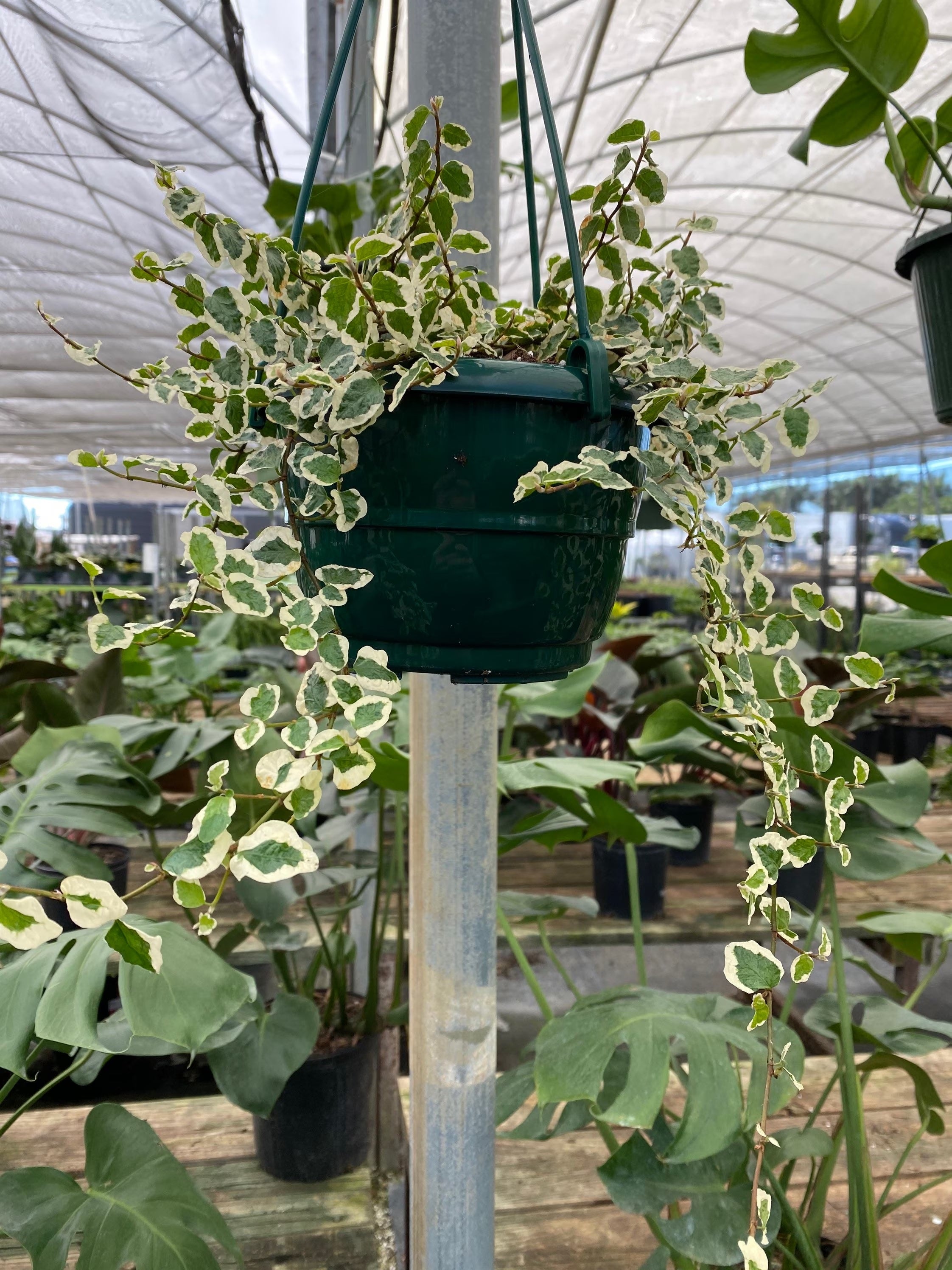 hanging green plants Ficus Pumila Variegated, Hanging Basket