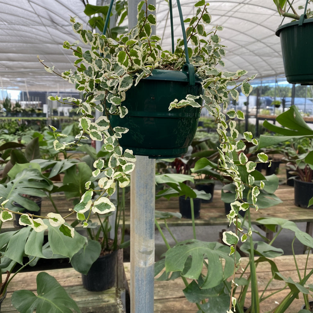 Ficus Pumila Variegated, Hanging Basket hanging