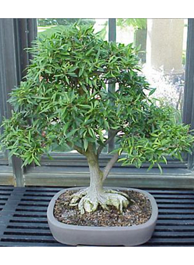 indoor ficus bonsai tree Ficus Salicifolia, Bonsai Tree