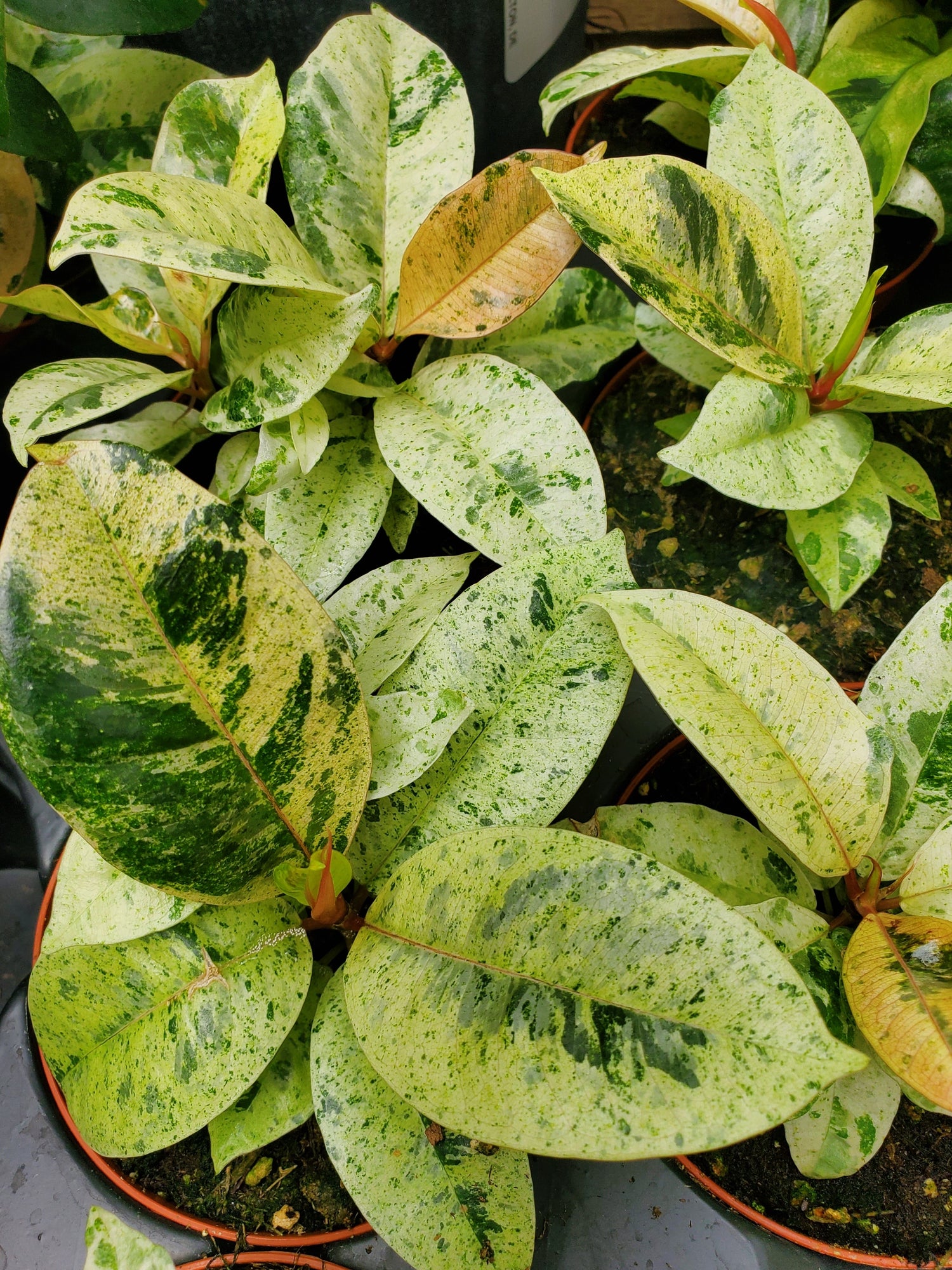 leaves of Ficus Shivereana Moonshine Bush