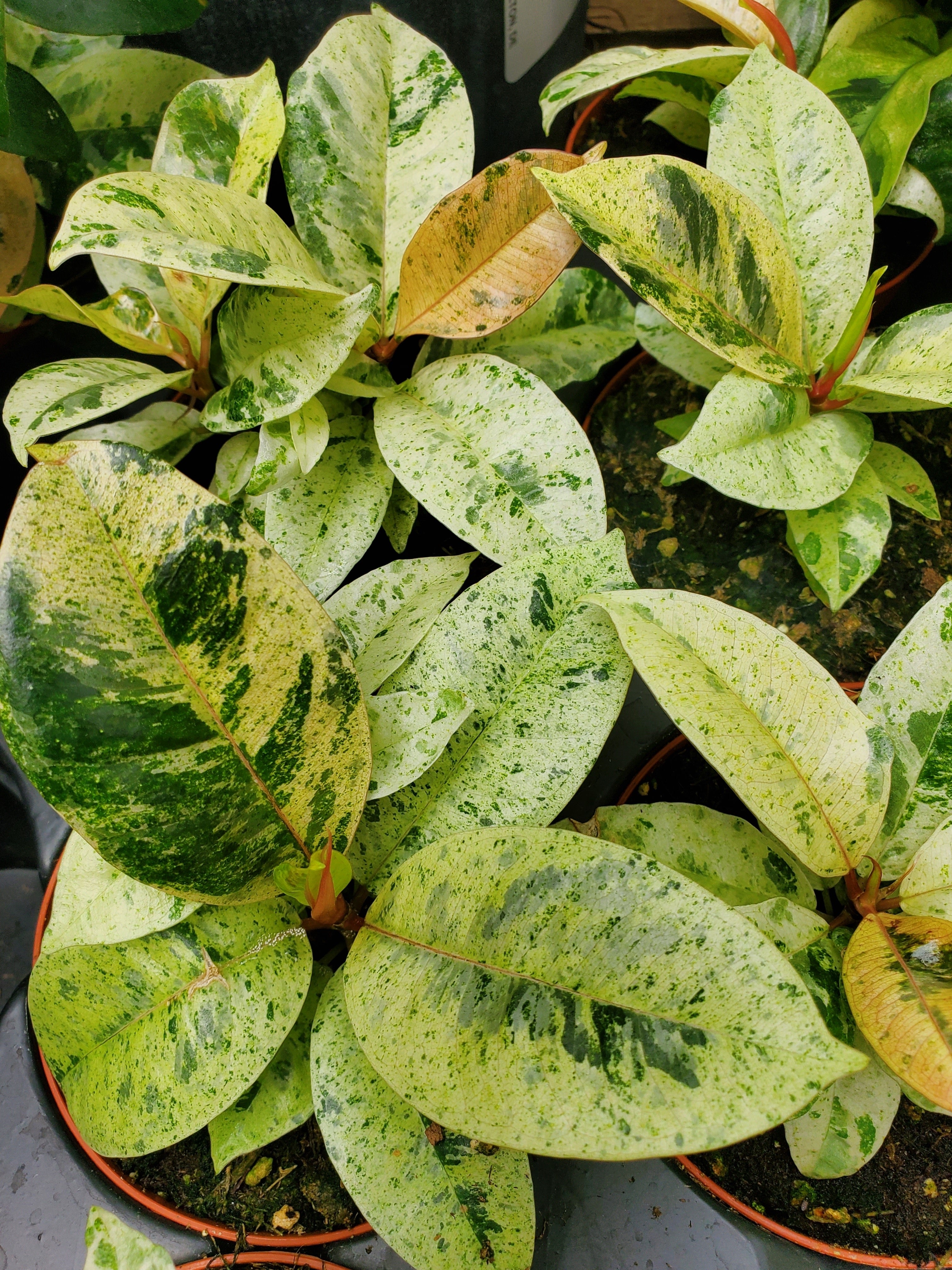leaves of Ficus Shivereana Moonshine Bush
