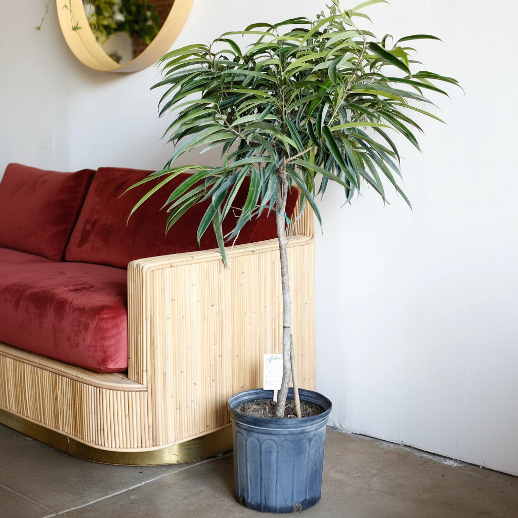 Ficus Alii Tree Ficus Maclellandii in 5 gallon nursery pot with tall architectural canopy and cascading tropical foliage, ideal for statement entryways and contemporary office spaces.