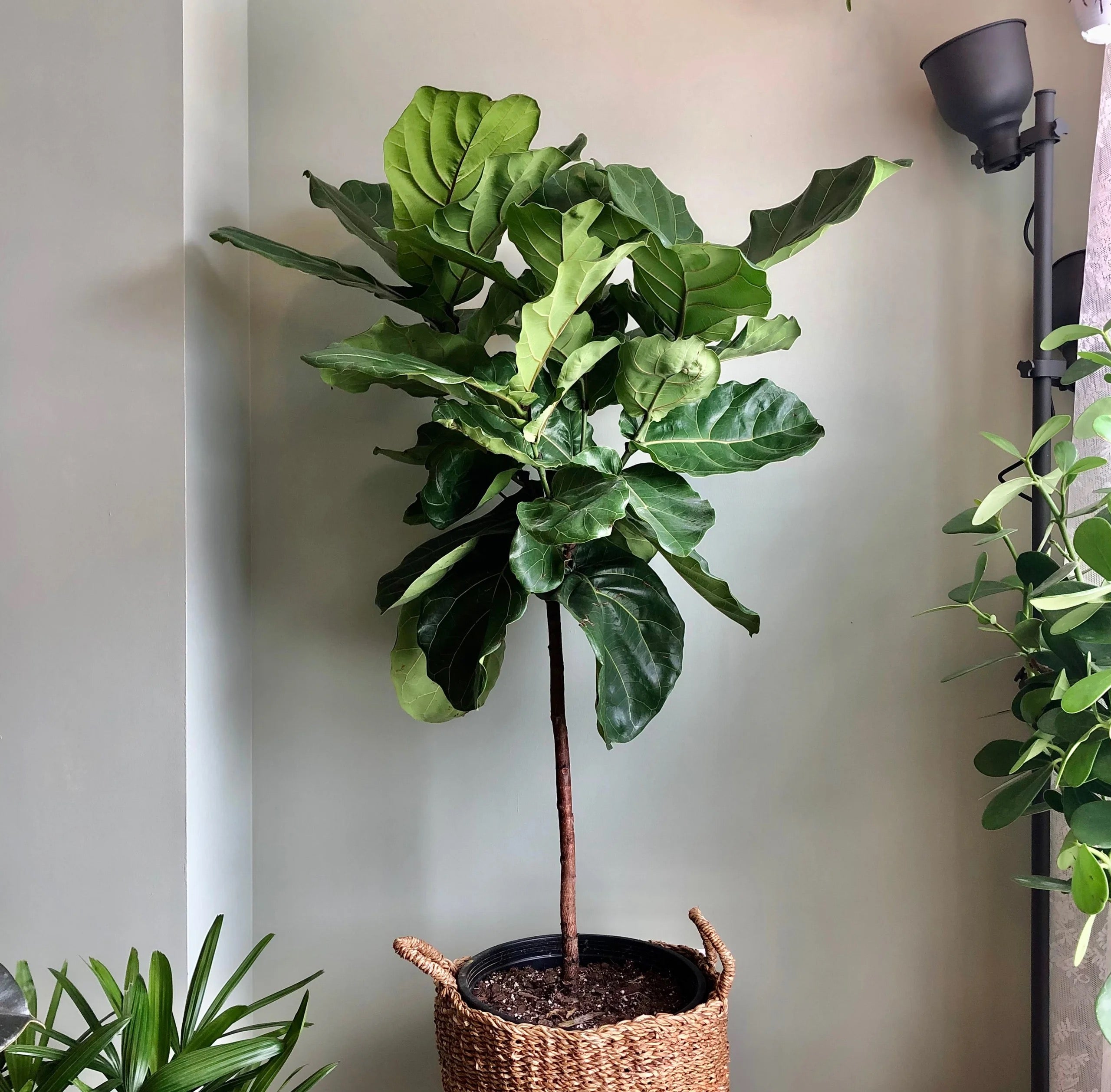5 leaf plant looks like pot Shop Our Giant Ficus Fiddle Leaf Fig Lyrata Bambino, Indoor Tree Like, Large Options Available with Thick Clear Trunks