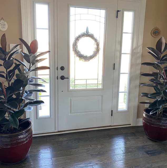 Ficus Burgundy Bush, Rubber Tree