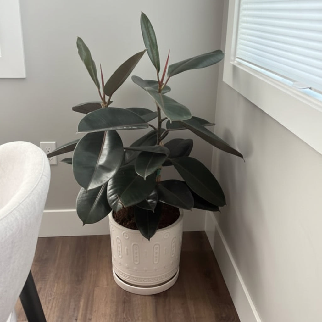 ficus burgundy bush form in living room Potted plant on a wooden floor with a neutral wall and window in the background