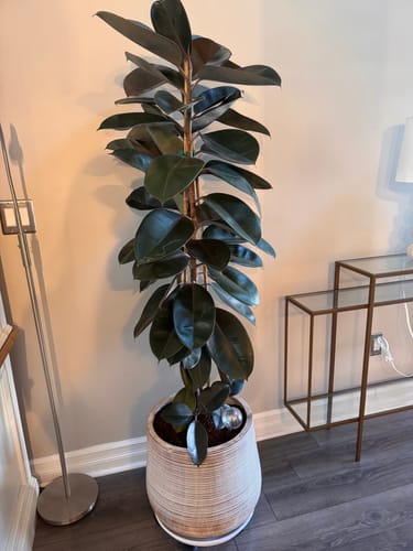 Ficus Burgundy Bush, Rubber Tree
