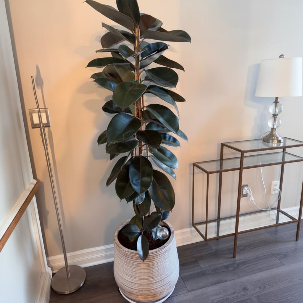 ficus burgundy bush form in living room Potted plant in a room with a neutral wall and decorative elements.