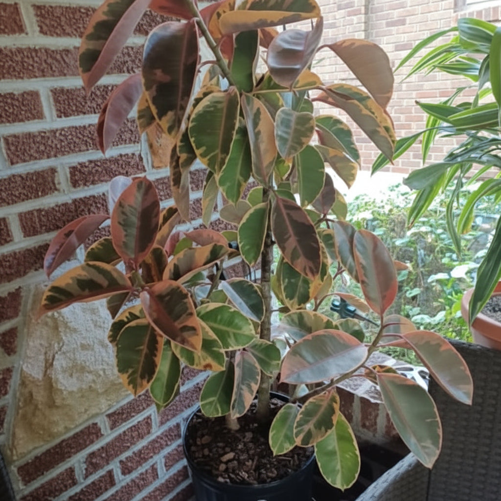 Ficus Ruby Bush Form plant with pink and green variegated leaves sitting on an outdoor patio.