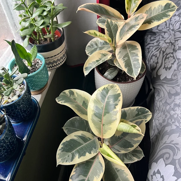 Ficus Tineke Bush Form, Deco Pot White