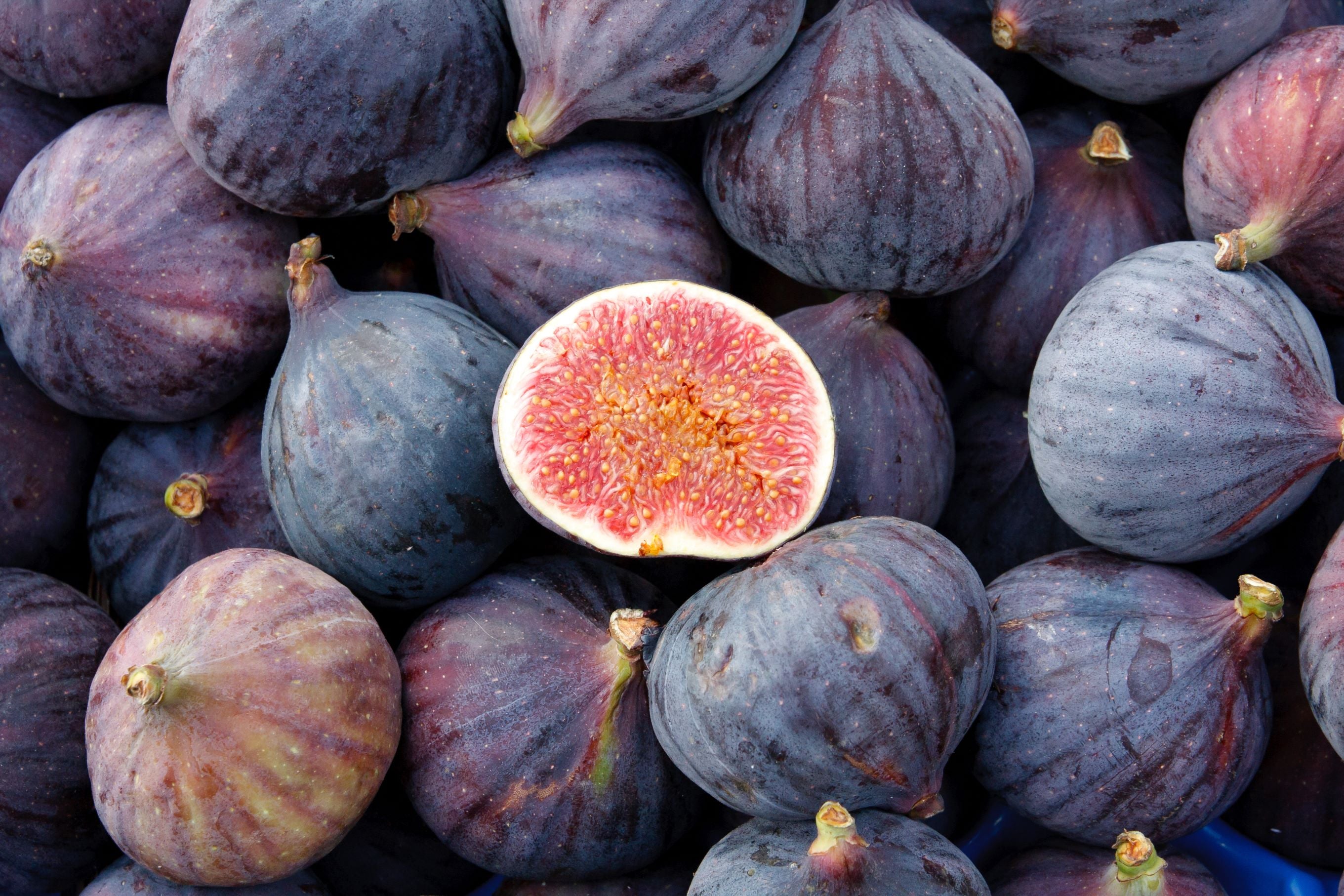 Fig Tree Chicago Hardy, Ficus Carica Fruit