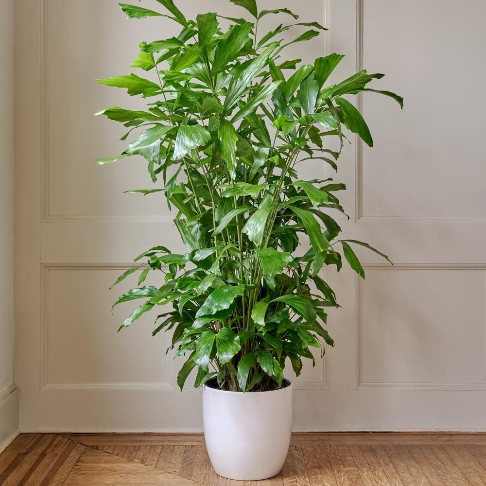 FishTail Palm, Caryota Mitis, Privacy Tree inside house