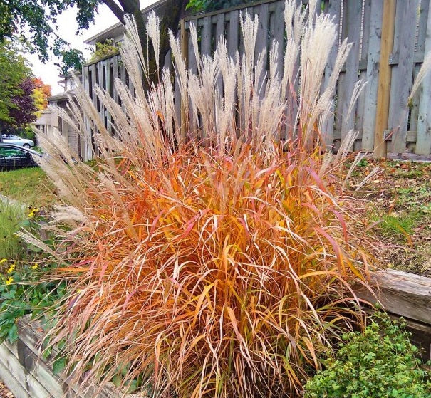 outside view of Flame Grass, Miscanthus Purpurascens