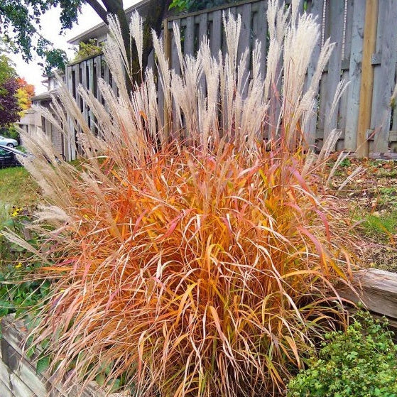 outside view of Flame Grass, Miscanthus Purpurascens