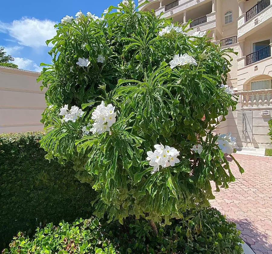 Mature Bridal Bouquet Plumeria White Flowering Plant, featuring a dense, full canopy of elongated glossy green foliage and an abundance of elegant white bloom clusters, growing as a magnificent large shrub in a beautifully landscaped outdoor setting next to a building and a paved walkway, ideal as a stunning tropical focal point and vibrant landscape feature.