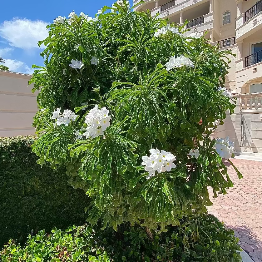 Mature Bridal Bouquet Plumeria White Flowering Plant, featuring a dense, full canopy of elongated glossy green foliage and an abundance of elegant white bloom clusters, growing as a magnificent large shrub in a beautifully landscaped outdoor setting next to a building and a paved walkway, ideal as a stunning tropical focal point and vibrant landscape feature.
