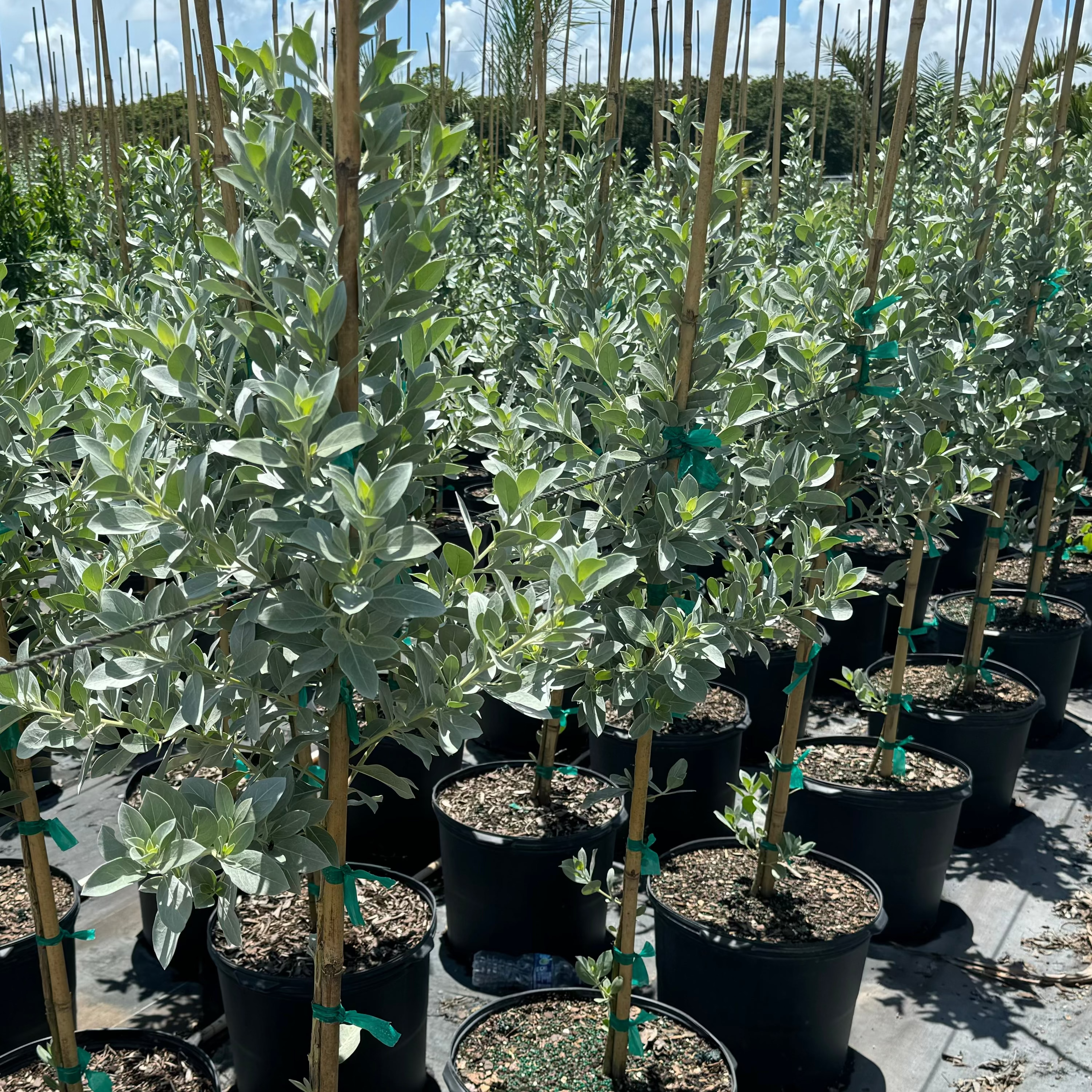 Silver Buttonwood Tree Form, Florida Landscape Potted Silver Buttonwood trees arranged in rows, with a silver-succulent appearance, intended for landscaping.