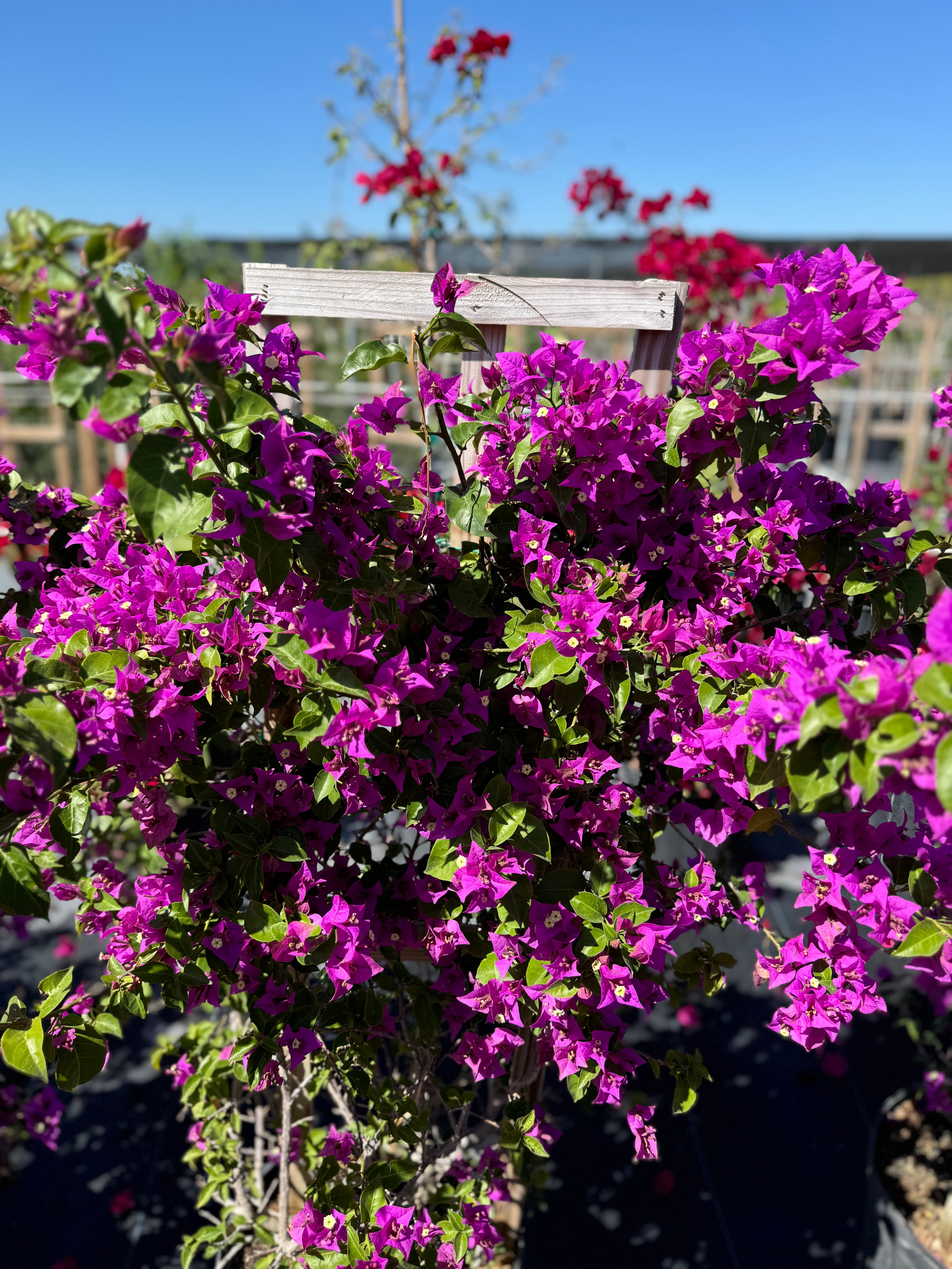 Bougainvillea Purple Flower Bush Form, New River Flowering Tree