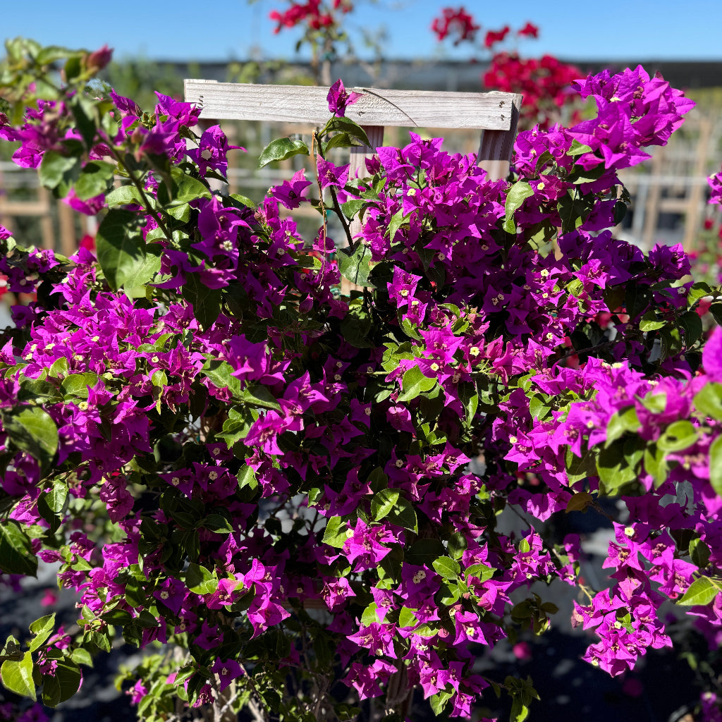 Close up of Bougainvillea Purple Flower Bush Form, New River Flowering Tree blooms with vibrant purple flowers on a wooden trellis against a clear blue sky, ideal for tropical garden color and decorative landscapes.