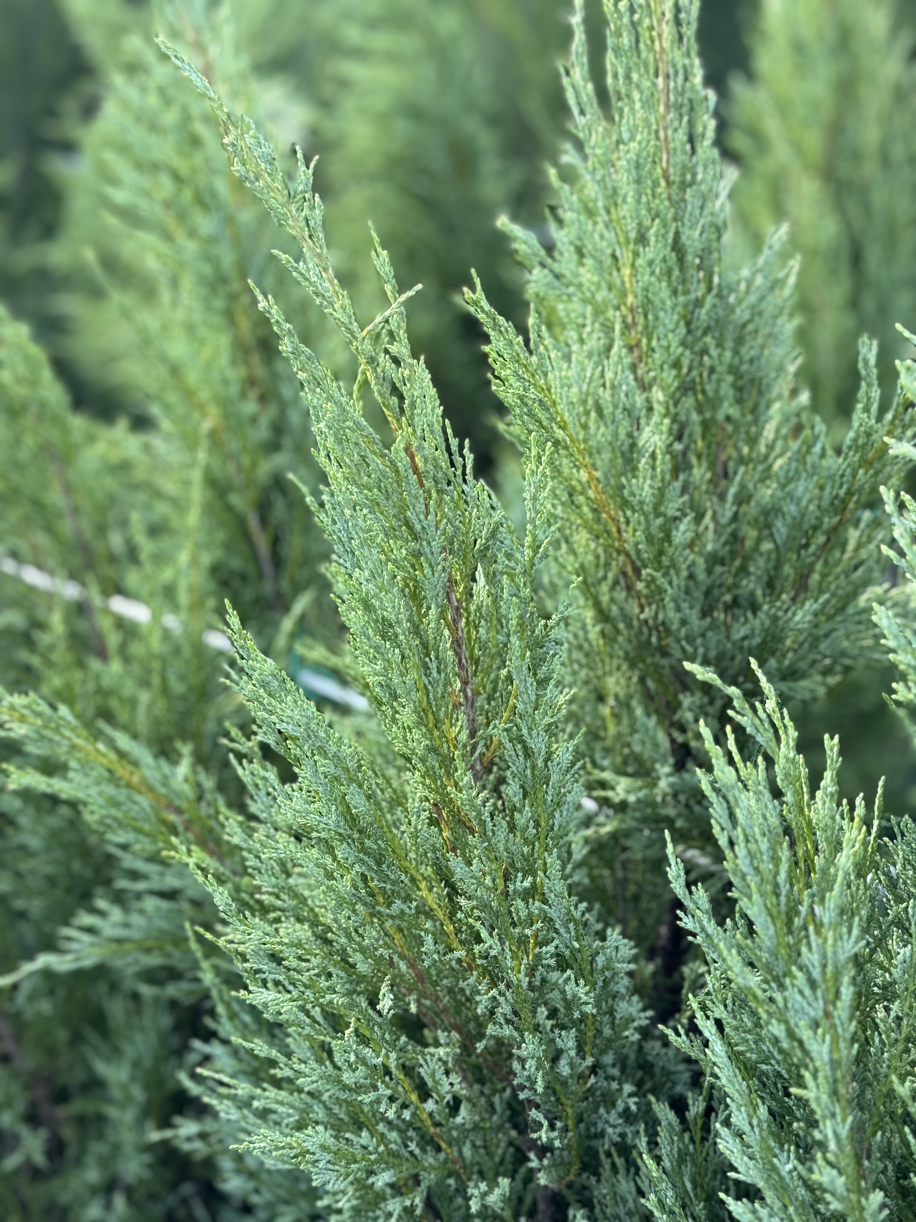 Medora Juniper, Rocky Mountain Juniperus scopulorum